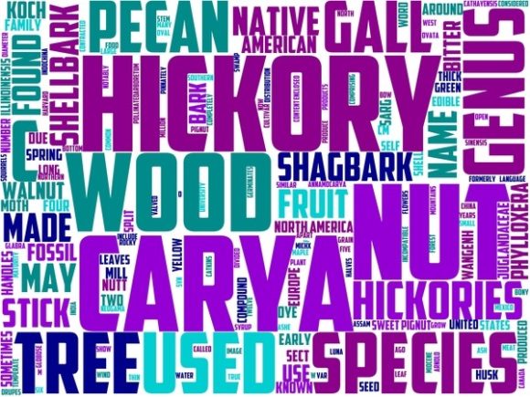 Hickory Wordart Book Cover